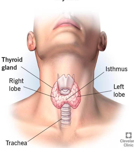 Thyroid Consultation